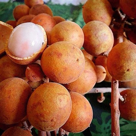 Frutas Azedas Do Nordeste - FRUTAS DO NORDESTE !! | Frutas, Comida brasileira, Arvores do brasil