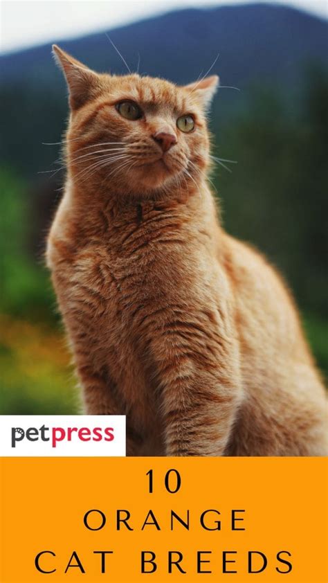 10 Orange Cat Breeds: A List of the Cutest And Friendly Orange Cats