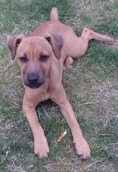 List of Patterdale Terrier Mix Breed Dogs