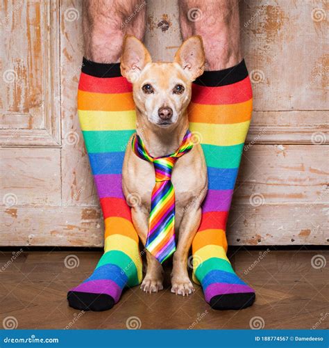 Gay Dog with Owner and Rainbow Socks Stock Image - Image of equality