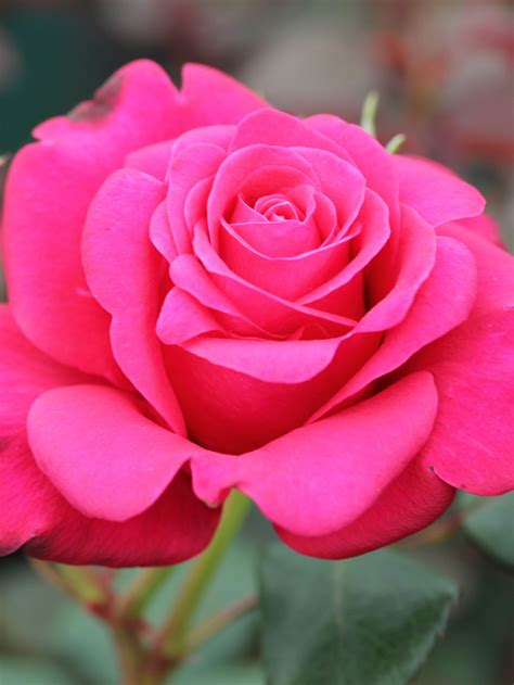 Timeless Charisma Rose - Home Florist Roses - English Roses