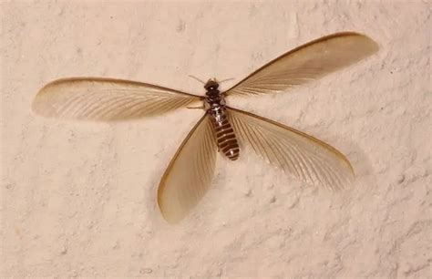 termite swarming season termite control nc