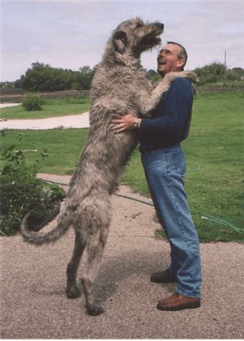 Irish Wolfhound - Animal Corner