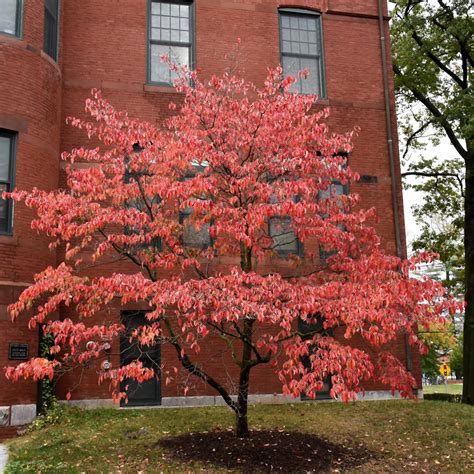 Flowering Dogwood | Ship My Plants