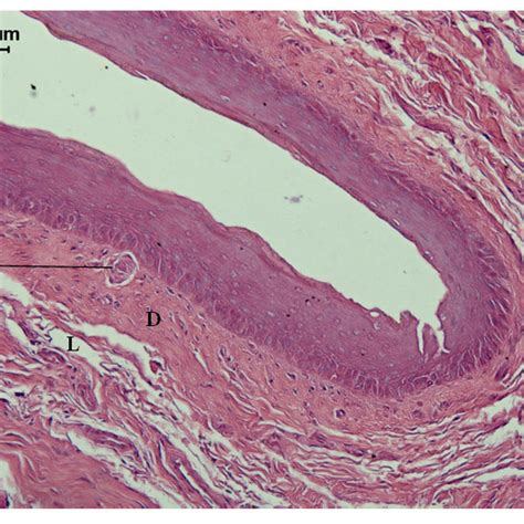 Cross section of the body of the clitoris in Leontopithecus rosalia. D ...