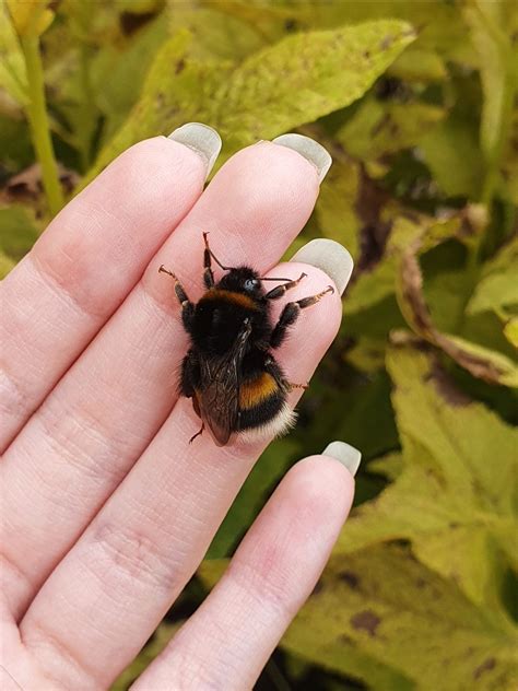 Queen Bumble Bee Identification