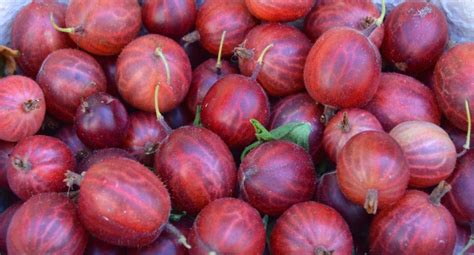 gambar alam menanam buah dekorasi makanan menghasilkan sayur