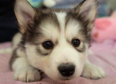 Cute Baby Huskies With Blue Eyes