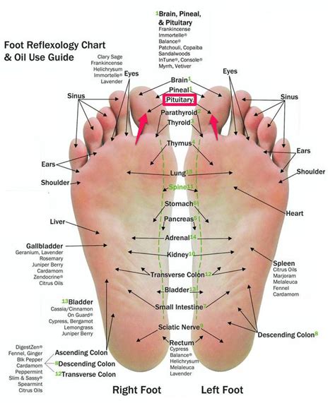 Acupressure Points In The Foot Chart