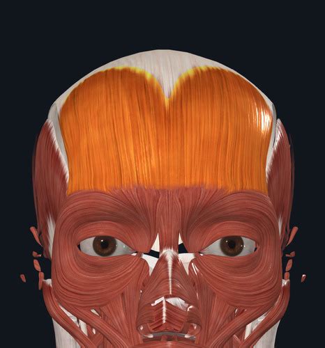 Head Muscles Flashcards | Quizlet