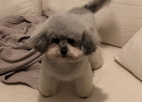 How Much Are Teacup Toy Poodles