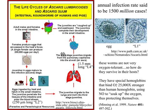 PPT - THE "ECDYSOZOA" - molting animals PowerPoint Presentation - ID:593300