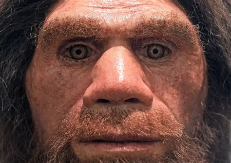 neanderthals  extinct rare discovery brings  clues