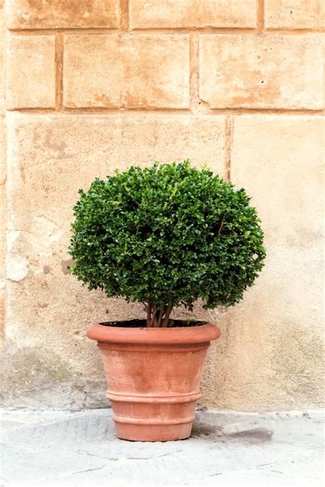Best Fertilizers for Boxwoods – A Buyers Guide 2022