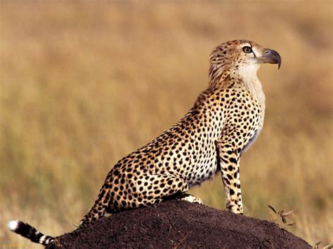 cheetah mixed  eagle