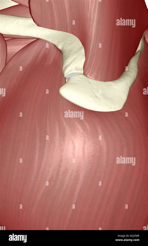 The muscles of the shoulder Stock Photo - Alamy