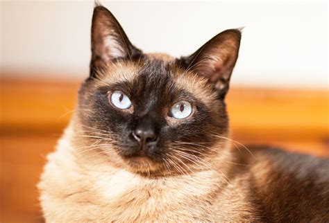 Discover Siamese Cats: History & Temperament | Modern Cat