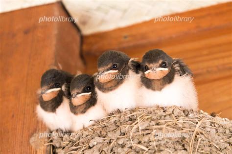 ツバメ 雛鳴き声 _ ツバメのオスとメスの見分け方 – OUHP