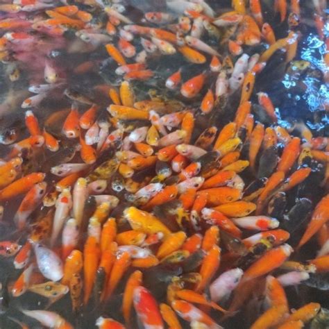 jual anak ikan mas pakan predator shopee indonesia