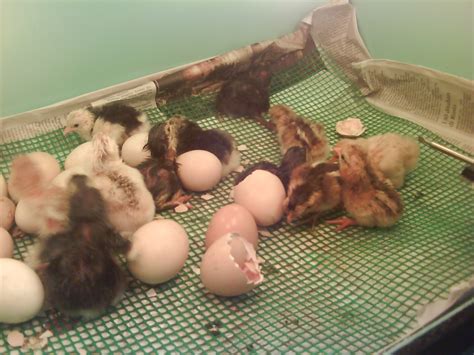 pedas agro farm ayam menetas