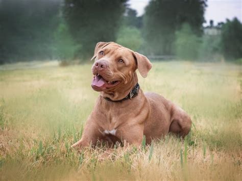 pitbulls dangerous understanding dog bite laws dogbitelawscom
