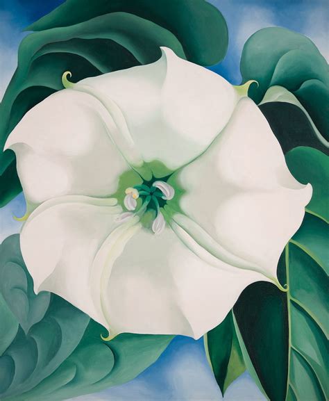 weed with white flower