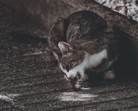 Closeup Shot of a Cat Eating a Rat Stock Photo - Image of animal ...