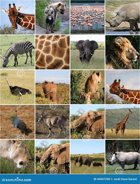 Wild animals collage stock photo. Image of animal, endangered - 44947290