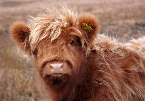 portrait of a red brown long haired Highland cattle in Scotland | Stock ...