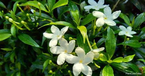 Gardenia Jasminoides Care: Tips on Growing Cape Jasmine