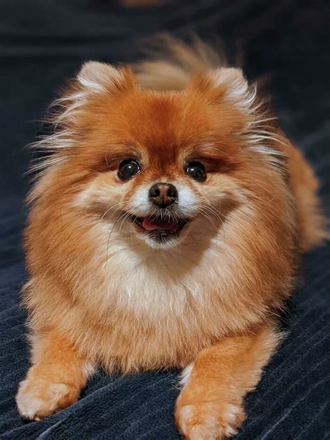 Pomeranian Dogs Are Adorably Cute, As Proved By These 97 Pics | Bored Panda