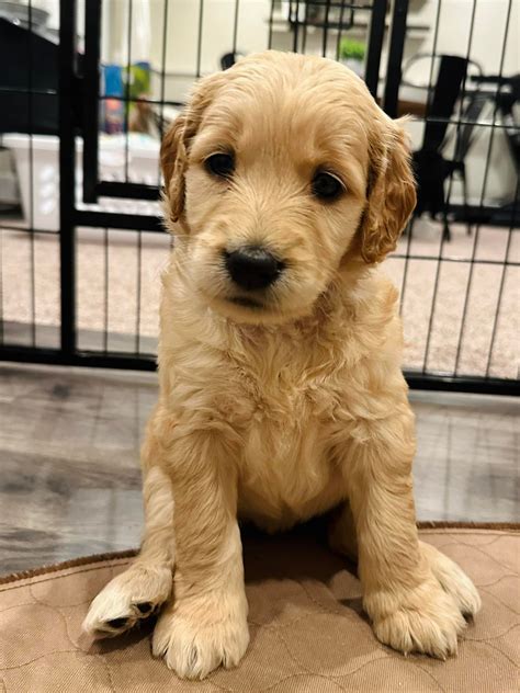 White Lake Goldendoodles | Whitehall MI