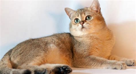 Кошки золотые шиншиллы: описание породы, характер, особенности ухода ...