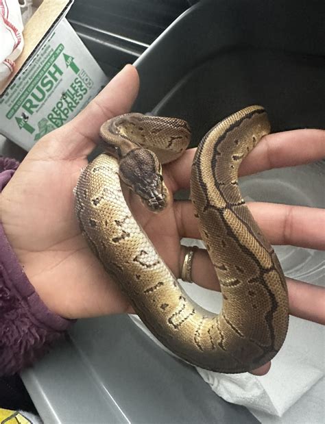 ball python ball pythons morphmarket reptile community