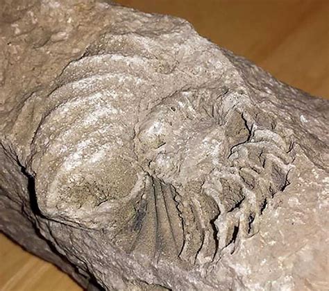 Louisville Fossils and Beyond: Unknown Coiled Cephalopod Fossil