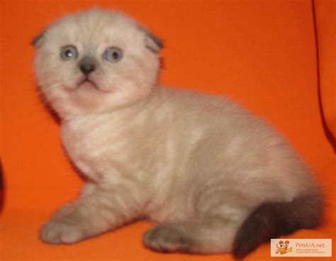 Кошечка скоттиш-фолд - окраса, Херсонская обл — PetsUA