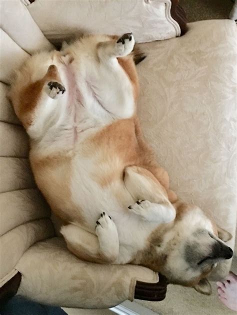 shiba inu sleeping position