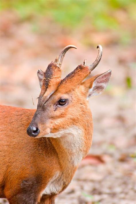 Indian Muntjac | Weird animals, Deer breeds, Mammals