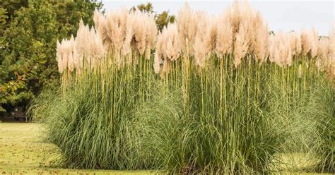 Maiden Grass Care: How To Grow And Use Miscanthus sinensis