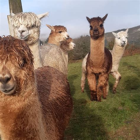 todays highlights waterfall alpaca farm facebook