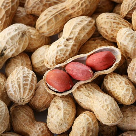 fresh peanuts  shell close  stock image image  seeds healthy
