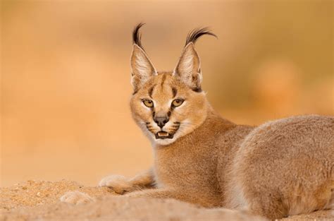 Caracal Big Cat - Facts, Information & Pictures