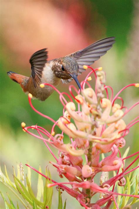 bird  flower      bird  flower stock