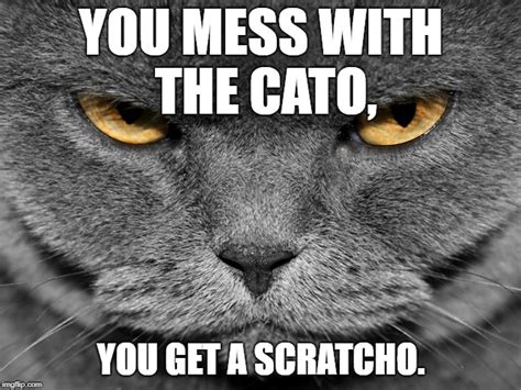 Angry Cat Memes - Imgflip
