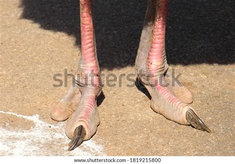 Ostrich Foot Photos, Images & Pictures | Shutterstock