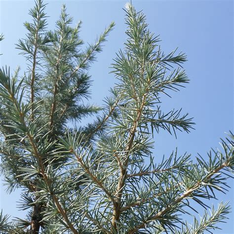 Cedrus deodara 'Electra Blue' - Deodar Cedar - Mid Valley Trees