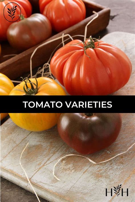 50+ BEST tomato varieties 🍅 🌿 plus 1000+ rare cultivars