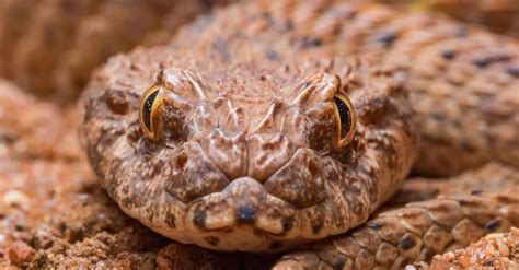 death adder animal facts acanthophis antarcticus   animals
