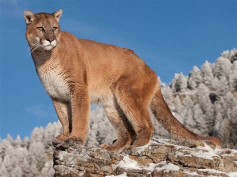 El puma mexicano, un felino presente en todo el país - México Desconocido