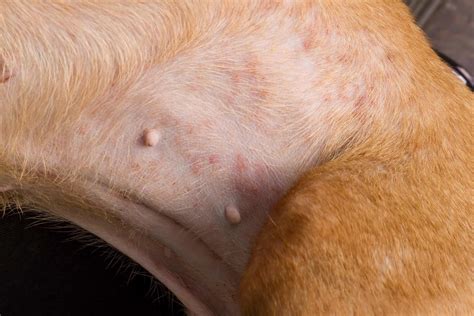 How to Identify and Treat Bug Bites on Dogs (With FAQs)